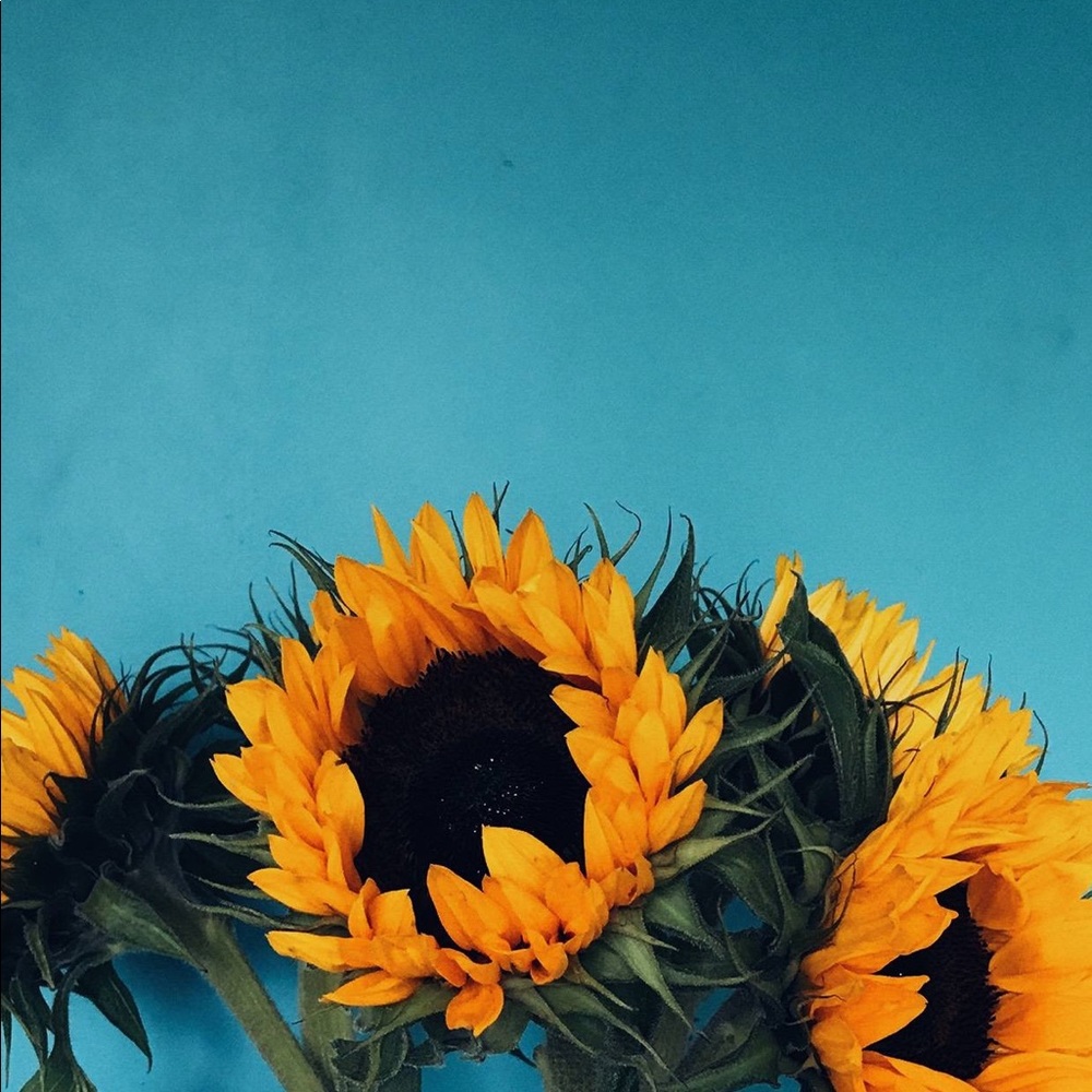 Meet your Posher, Daylin